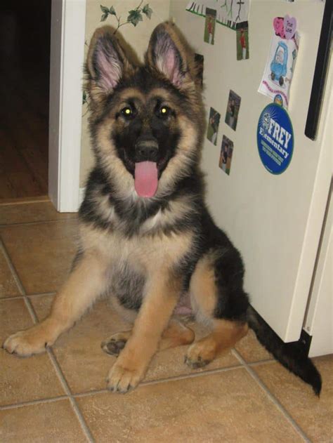 German <strong>Shepherd</strong> Dogs & Puppies in Cape Town, Western Cape. . King shepherd for sale